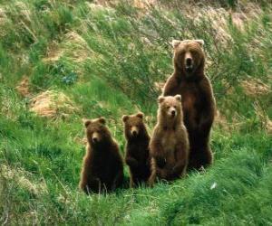 Puzzle Αρκούδα Οικογένεια